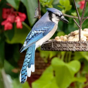 Blue Jay Puzzle